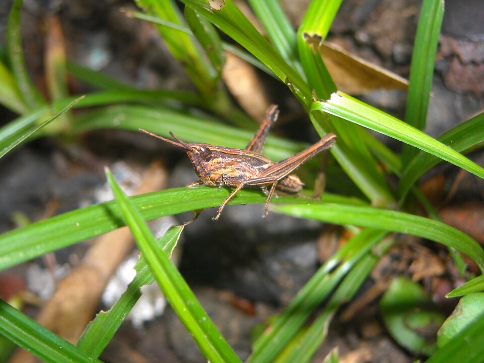 Brown grass green