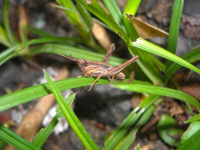 Brown grass green