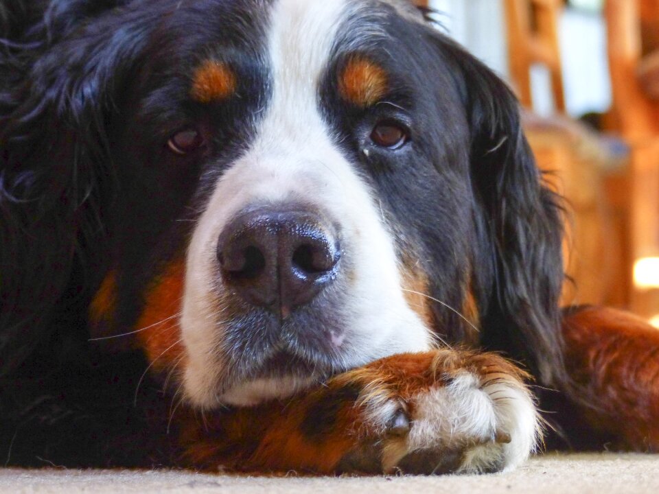 Head portrait canine