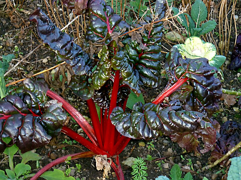 Plant botanical garden nature