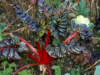 Plant botanical garden nature