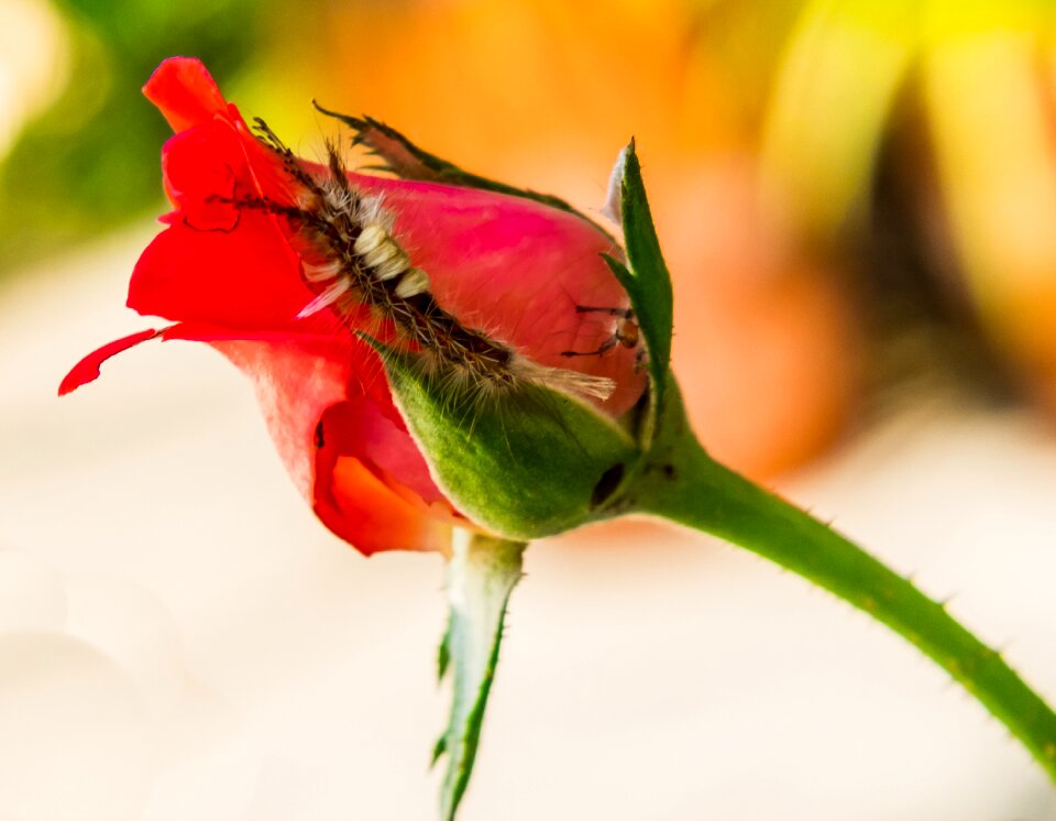 Bloom red small caterpillar