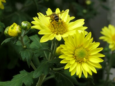 Chrysanthemum yellow yellow chrysanthemums