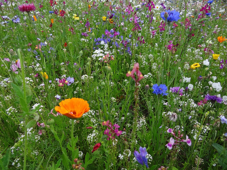 Wild flowers smock bloom