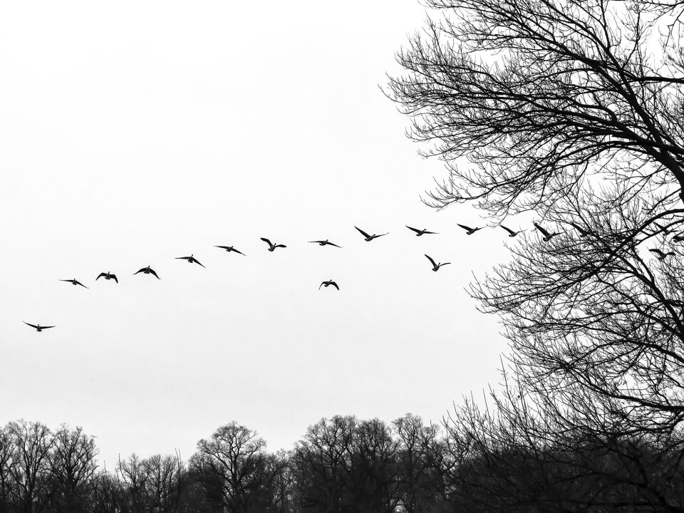 Birds birds flying waterfowl
