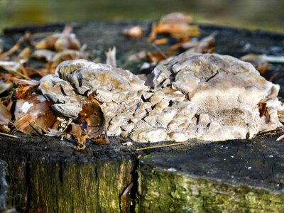 Mushroom nature macro