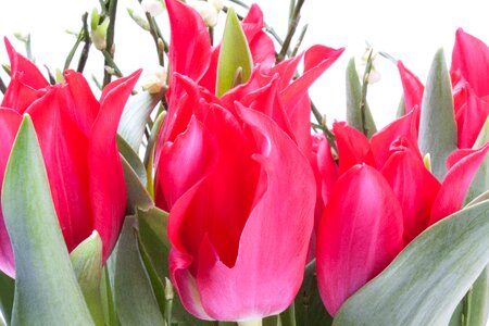 Nature flowers tulips