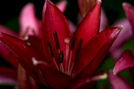 Vibrant close-up macro photo