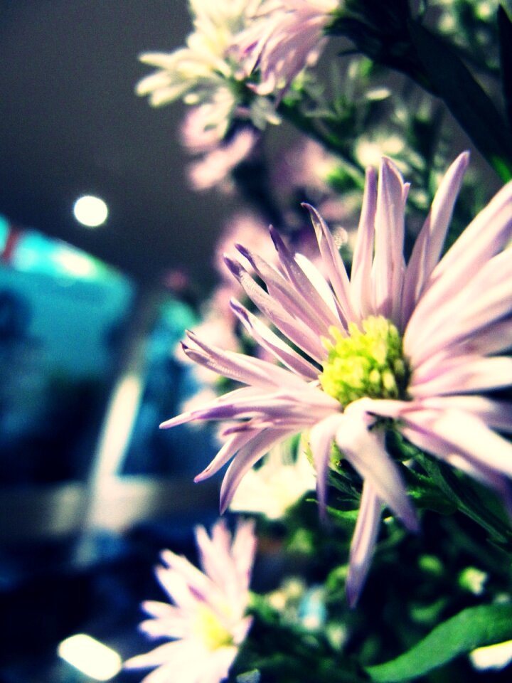 Beauty blossom background