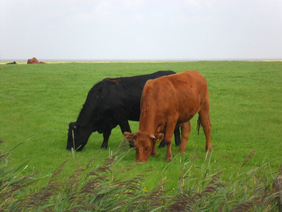 North sea cows pasture