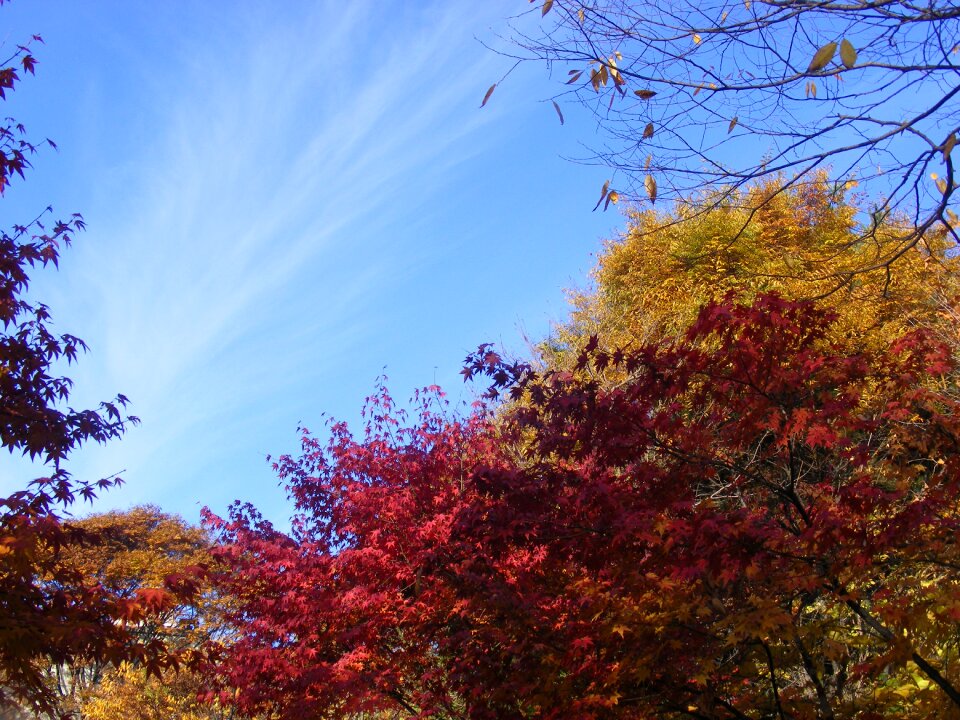 Autumn sky Free photos