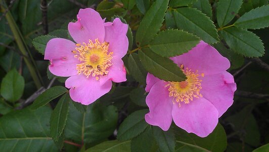 Beautiful blossom bloom