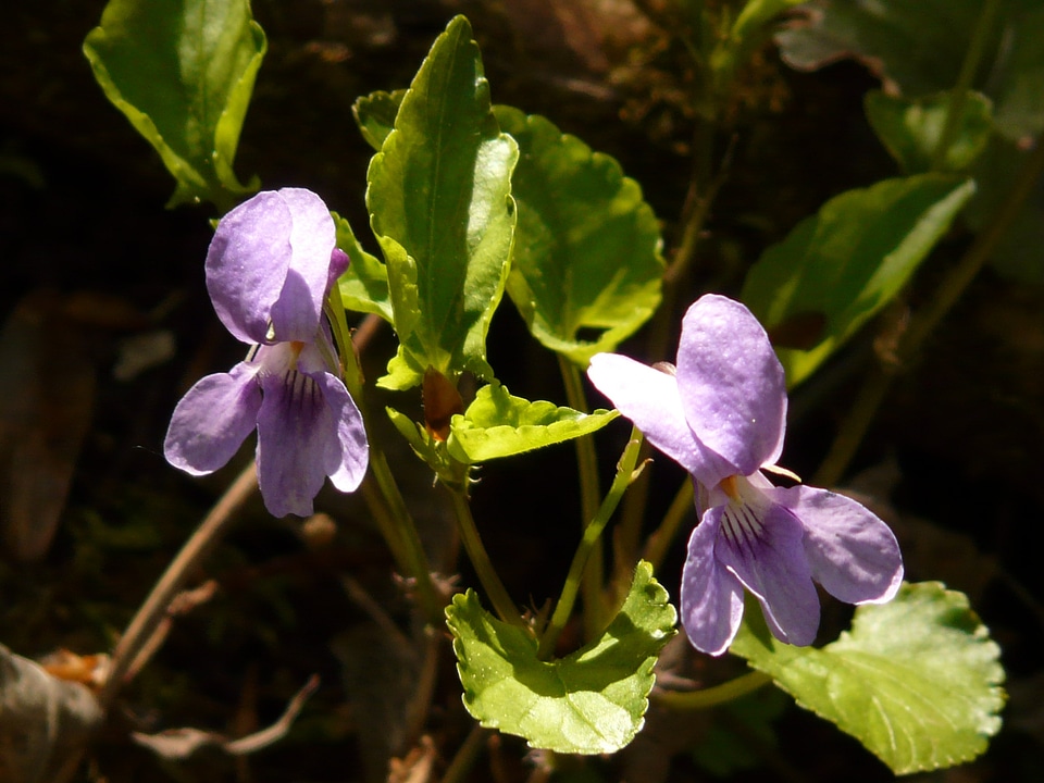 Blue wild flower bloom