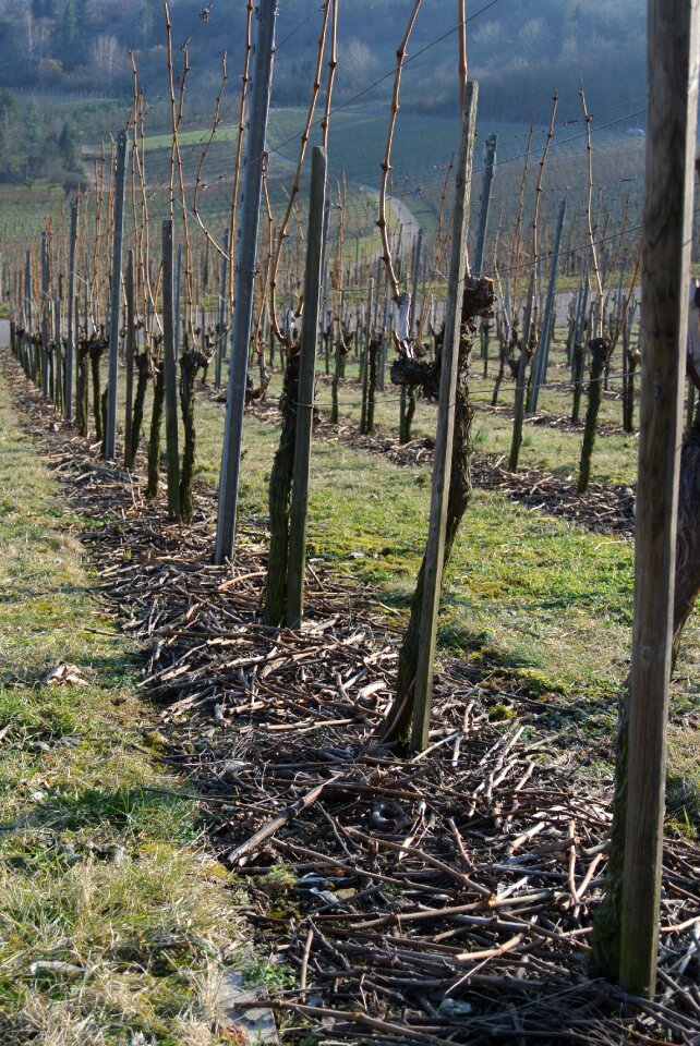 Wine grapes winegrowing
