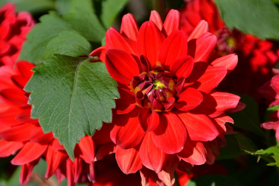 Garden summer bloom