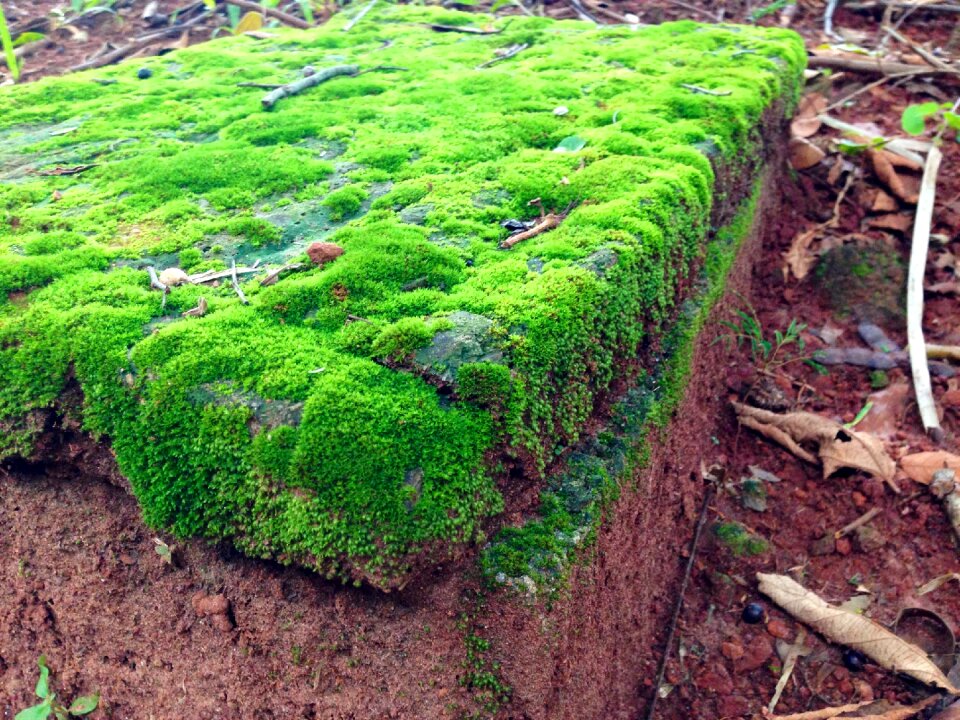 Mosses bryophytes green