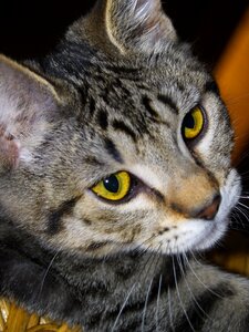 Feline tabby close-up photo