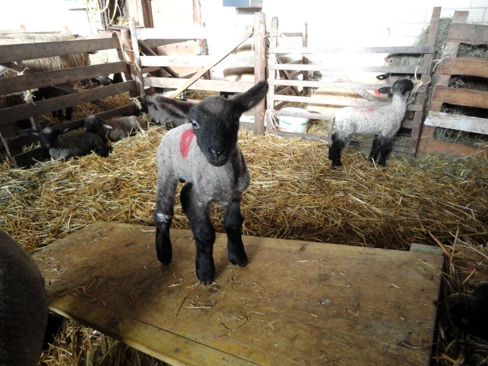 Young animal nature agriculture