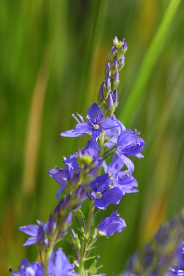 Veronica teucrium honorary award sky blue photo