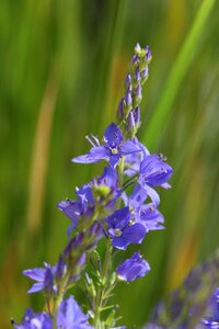 Veronica teucrium honorary award sky blue