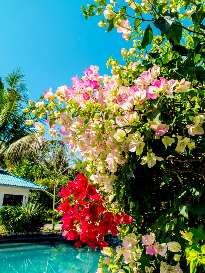 Flower flowering shrub colorful