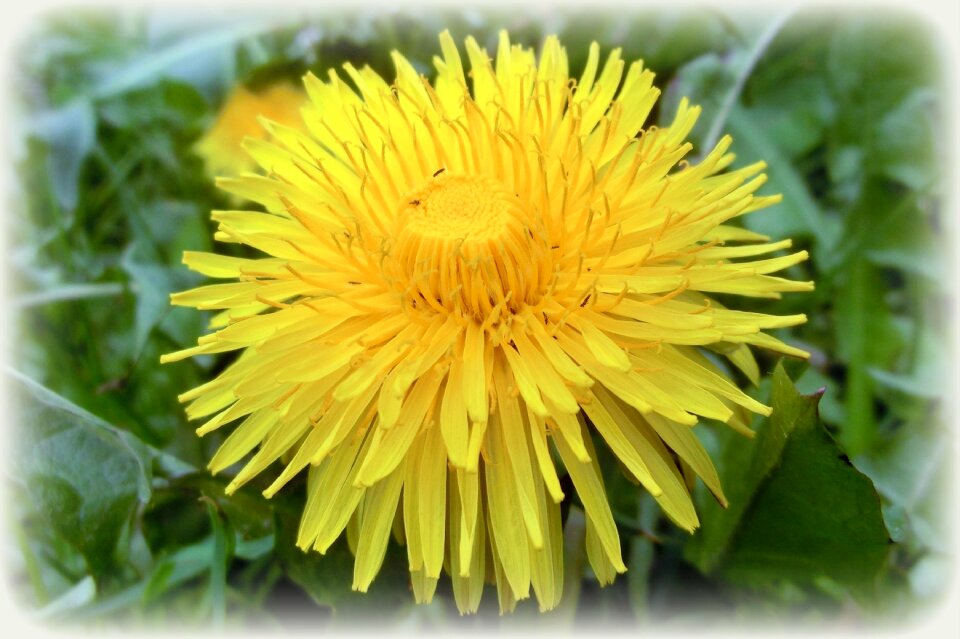 Nature summer yellow