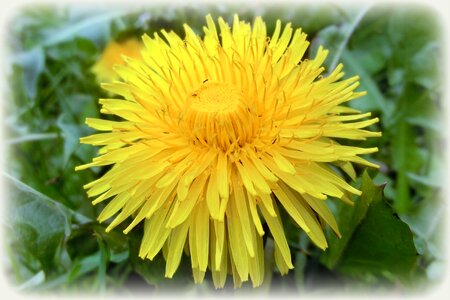 Nature summer yellow