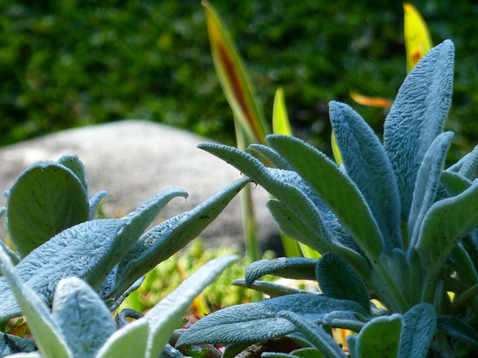 Garden decoration nature
