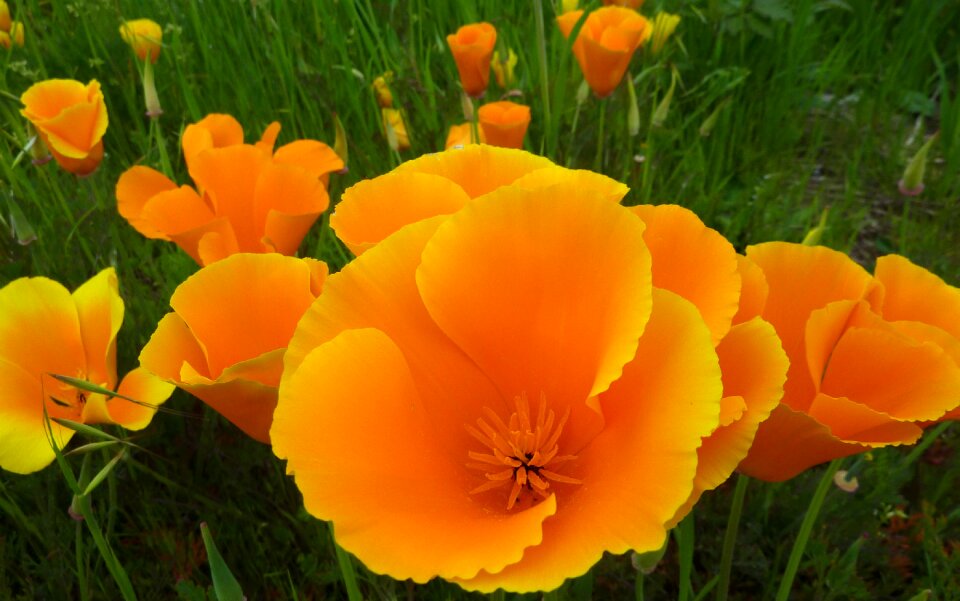 Spring plant flowers