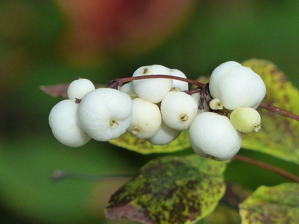 Symphoricarpas albus toy torpedo cap meadow