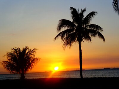 Sun palm tree beach photo