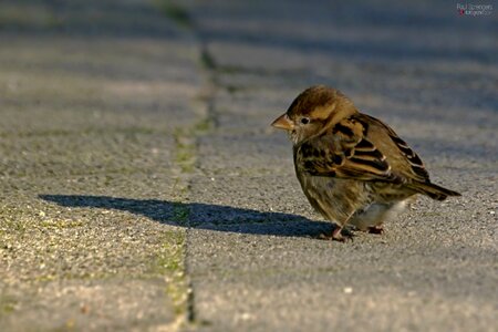 Mus bird small