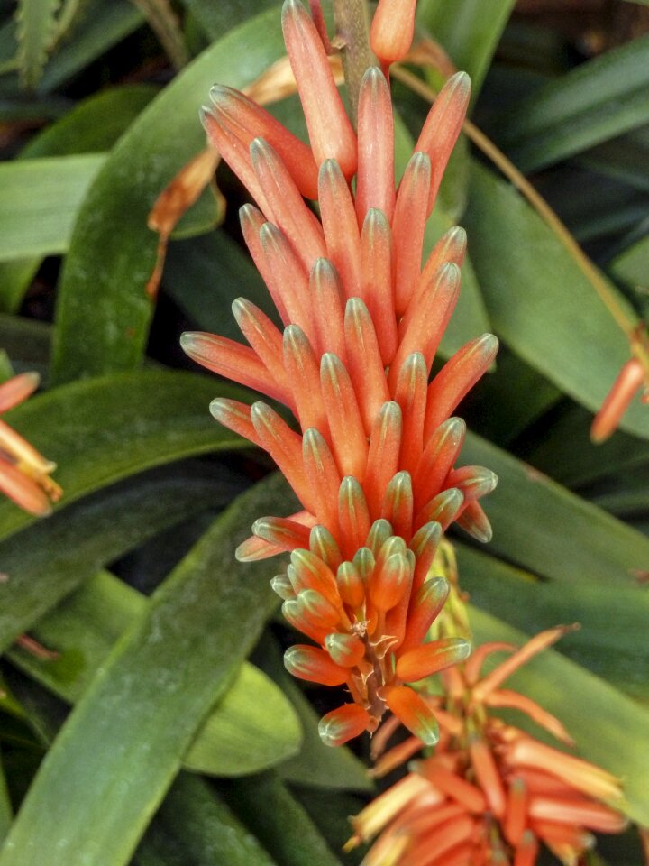Wild flowers botanical beautiful