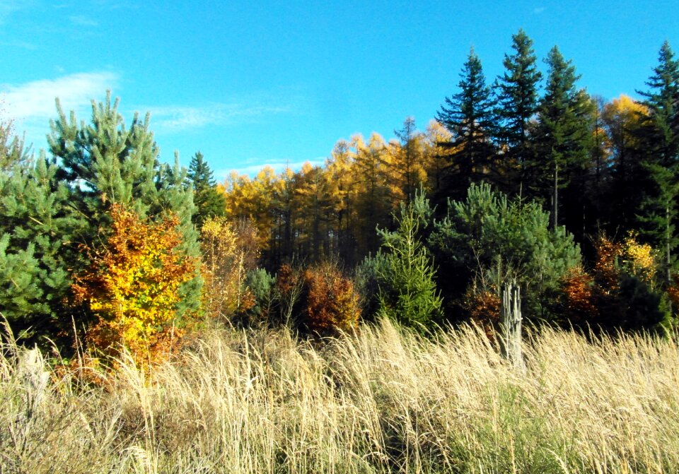 Emerge autumn forest