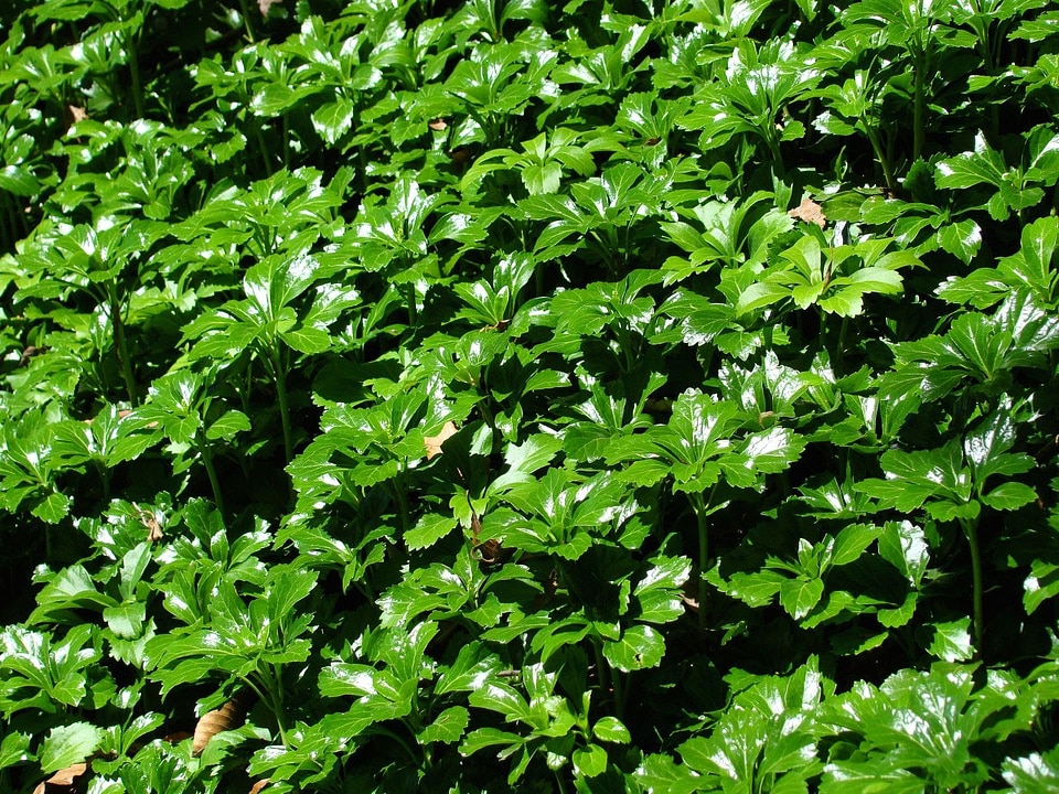 Greenery green background grass