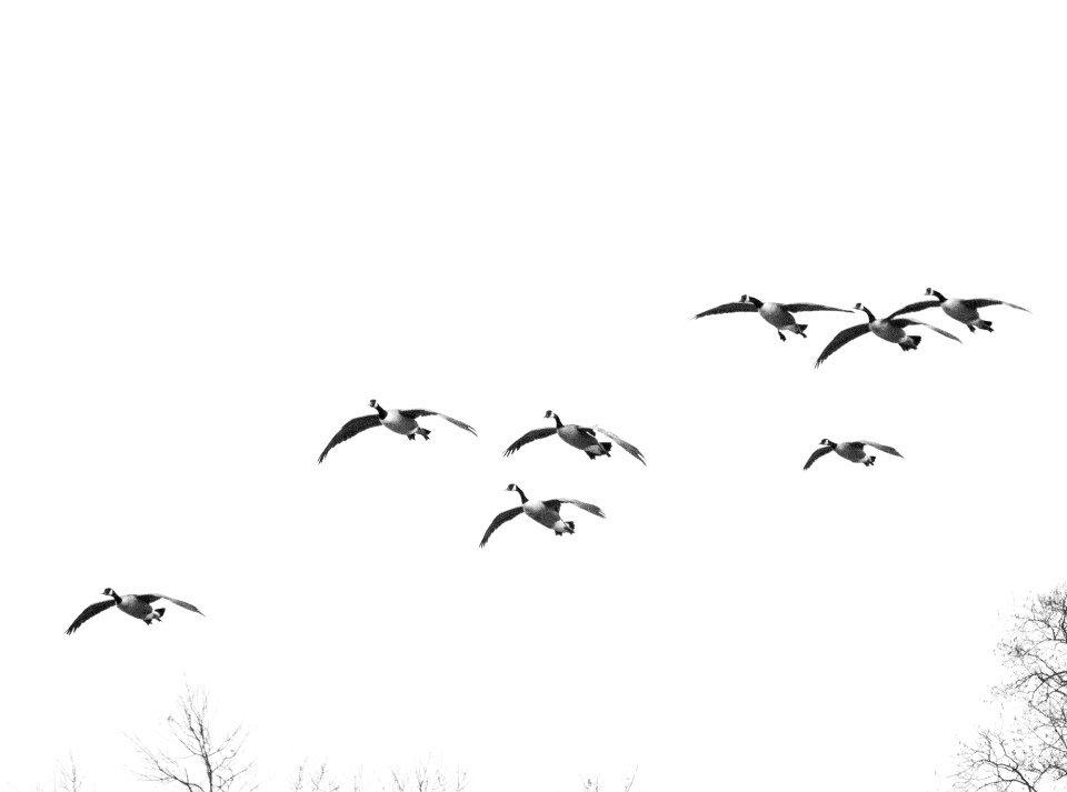 Waterfowl bird flight