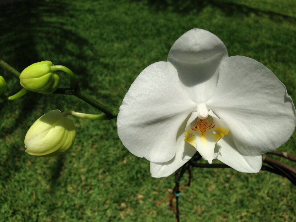 Flower white garden