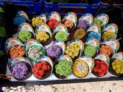 Colorful subtropical decorative