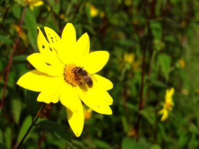 Bloom yellow pollen photo