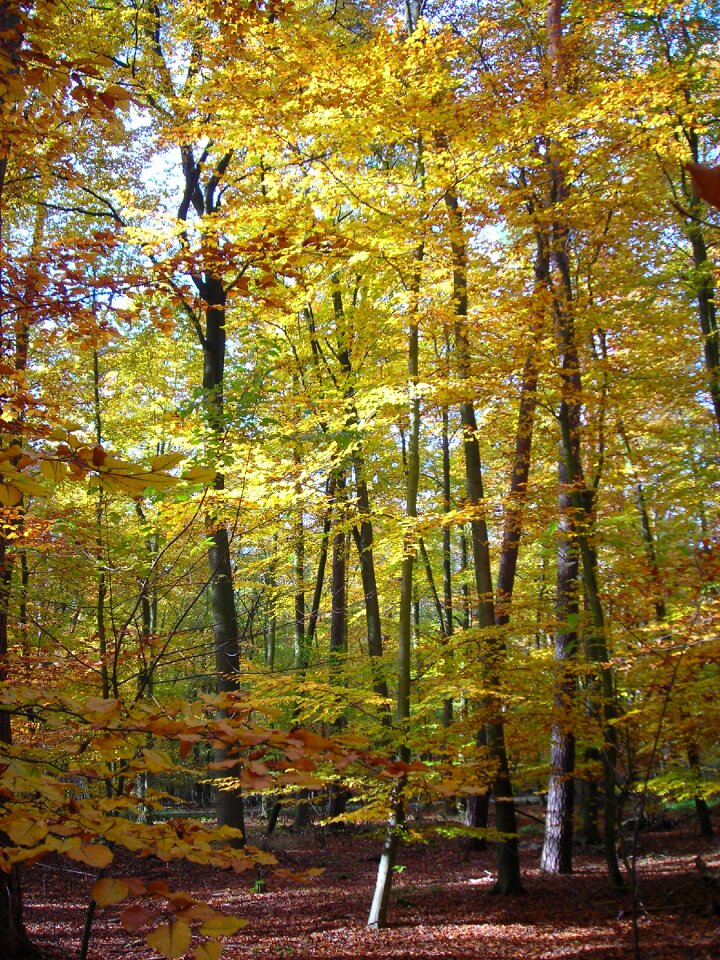 October autumn bright