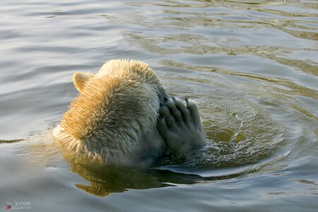 Polar bear bear zoo