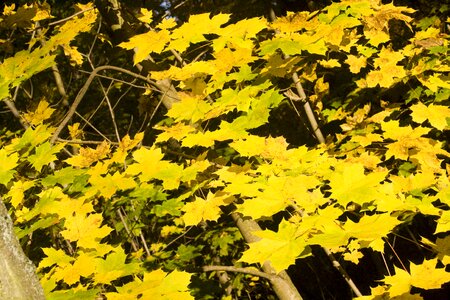 Autumn sunny leaves