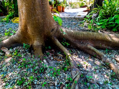 Tree bark root