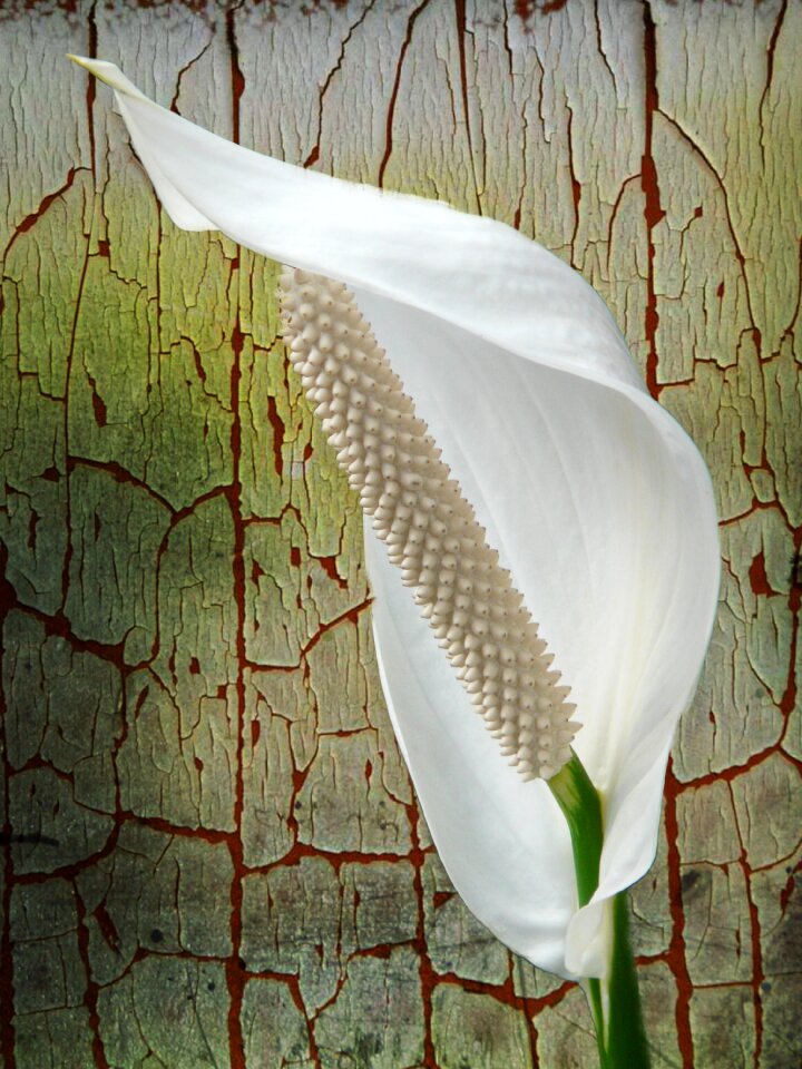 Plant filigree digital art