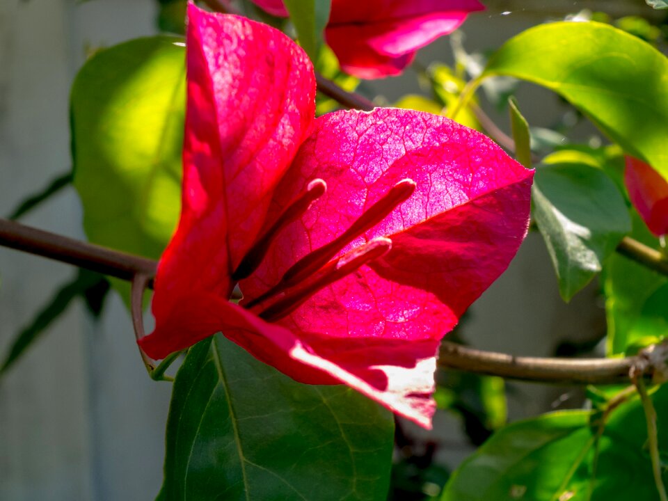 Flower flowering shrub red