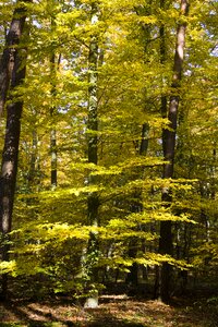 Autumn bright yellow