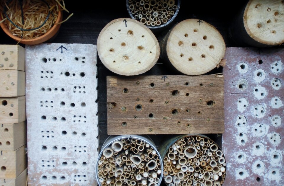 Insect asylum insect protection measures drill holes