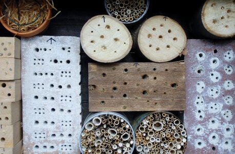 Insect asylum insect protection measures drill holes