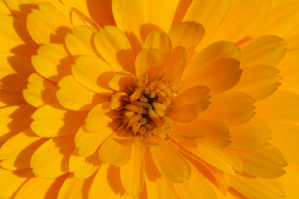 Yellow calendula officinalis summer flowers