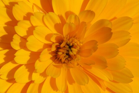 Yellow calendula officinalis summer flowers
